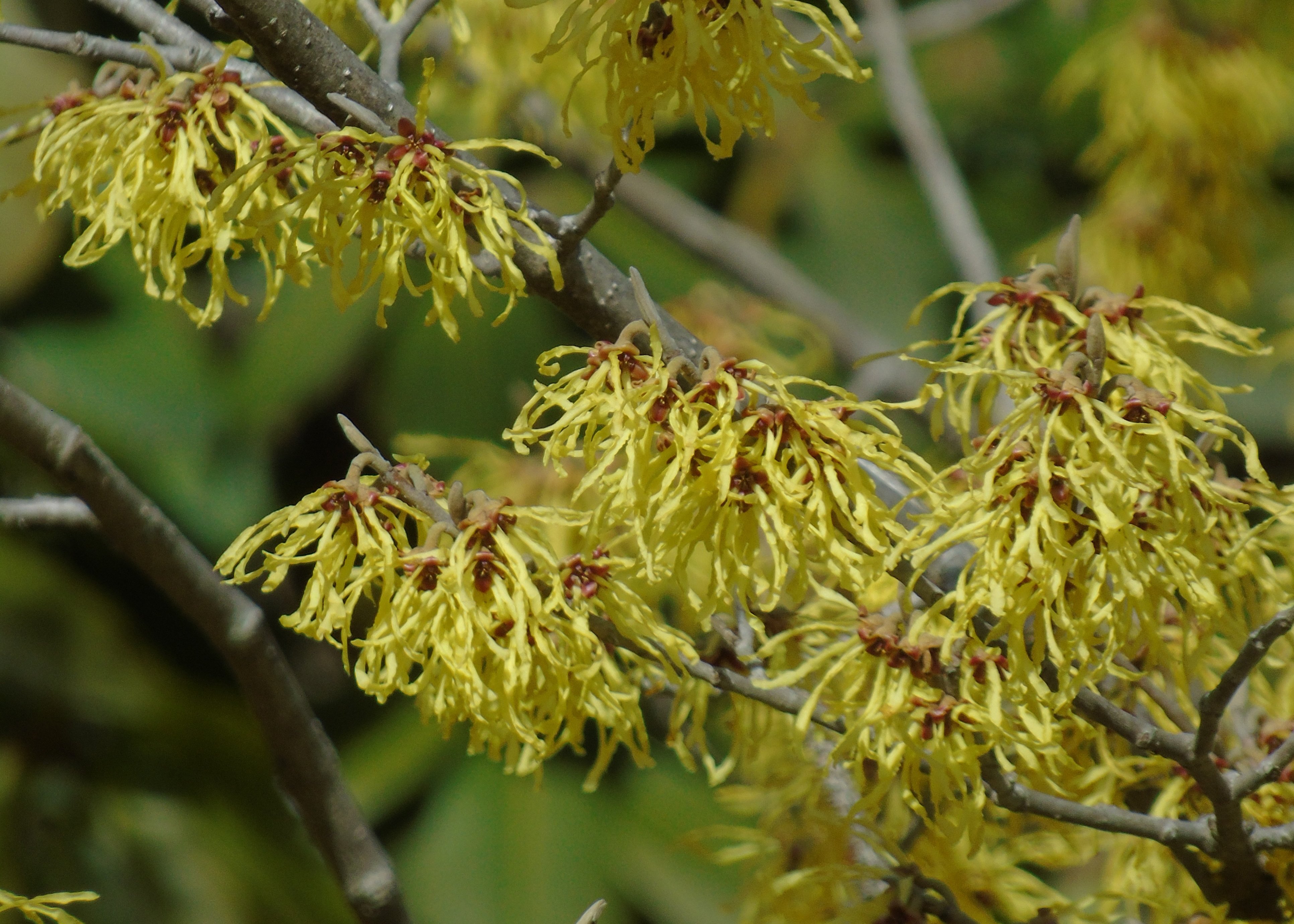 Chinese Witch Hazel.JPG-1