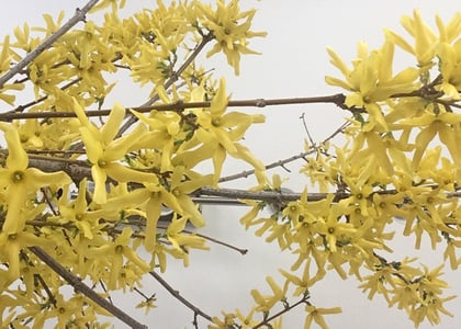 Forsythia