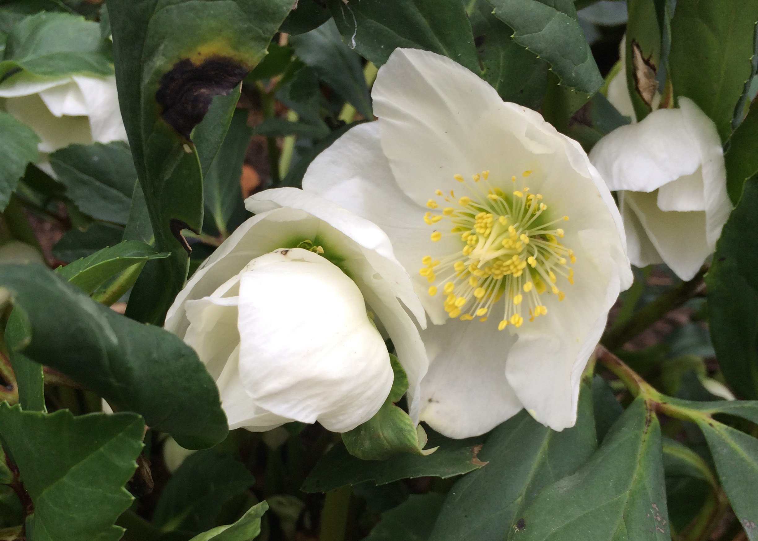 White Hellebore