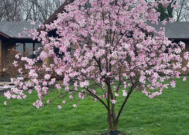 Magnolia Star-1