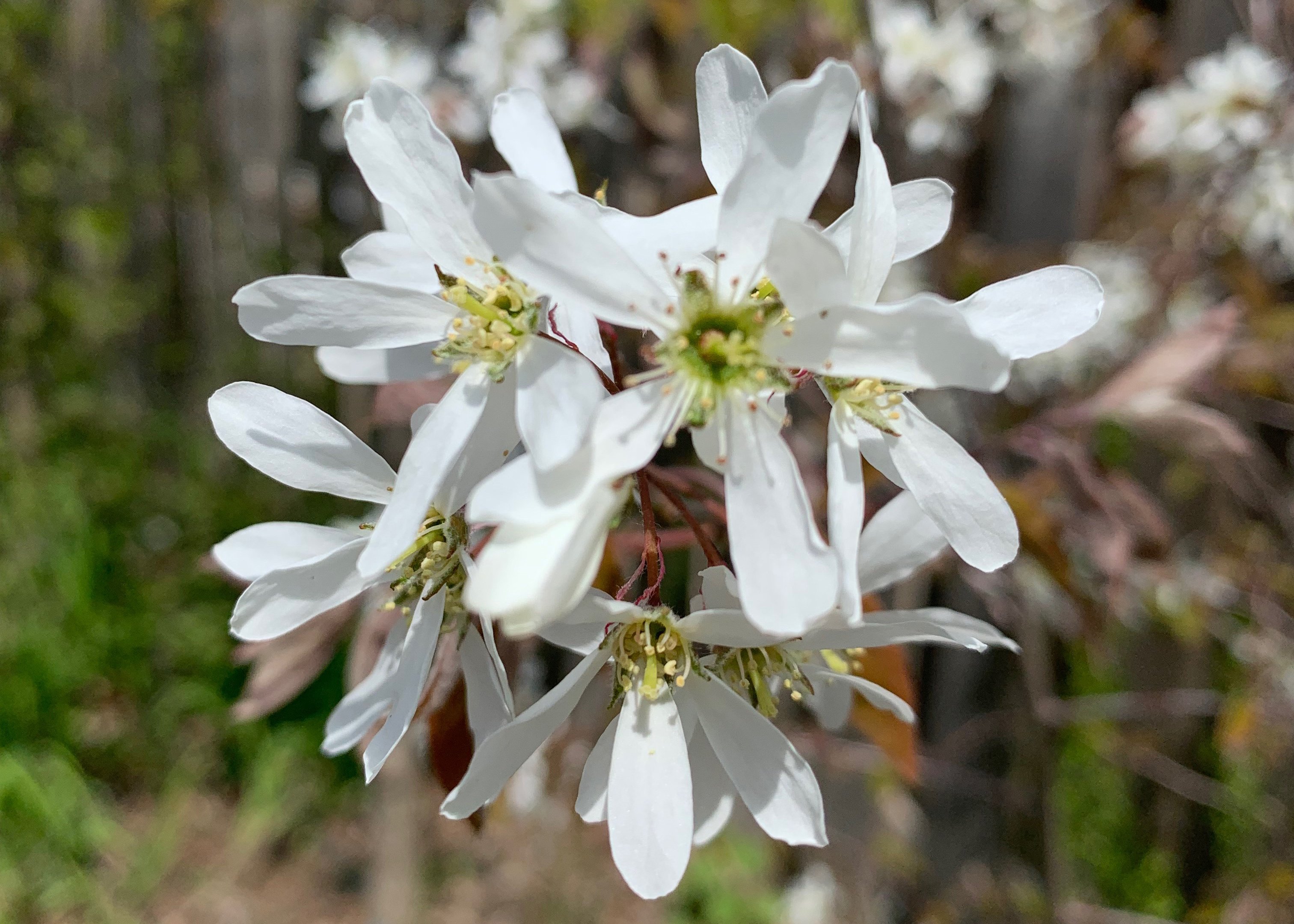 Serviceberry-1